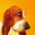 basset_baby